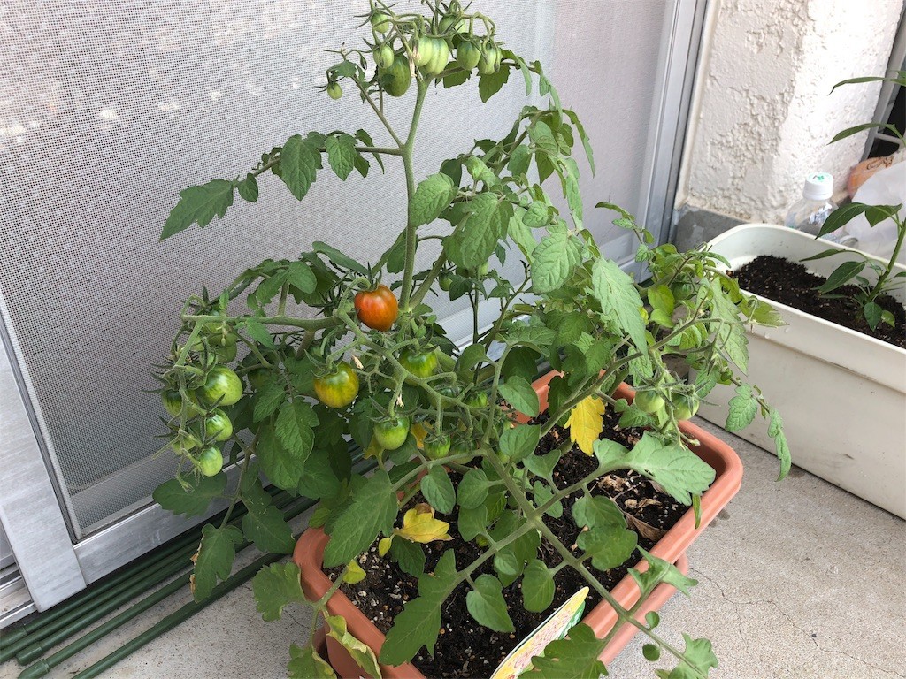 f:id:ch3cooh393:20180603094735j:image f:id:ch3cooh393:20180603094735j:image