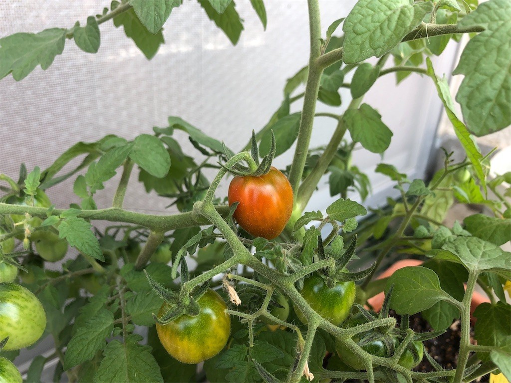 f:id:ch3cooh393:20180603094739j:image f:id:ch3cooh393:20180603094739j:image