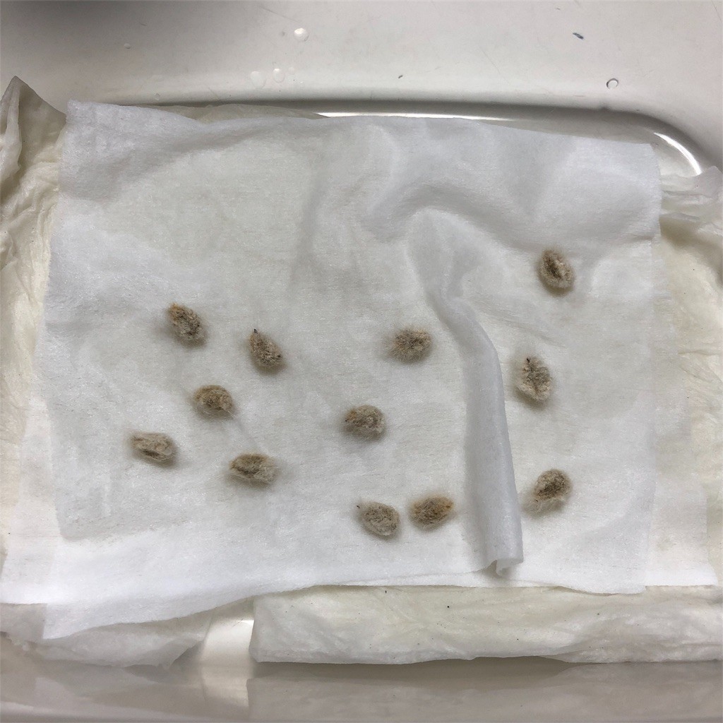 f:id:ch3cooh393:20180603094751j:image f:id:ch3cooh393:20180603094751j:image