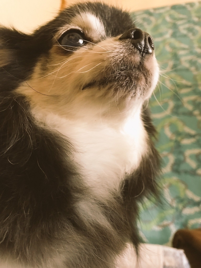 f:id:ch_mage:20171115092614j:plain