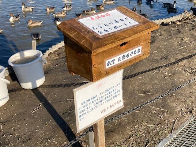 欄間2品（白鳥2羽、草原の白鳥の同サイズ2品) 千葉県印西市本埜にある「白鳥の郷」2023年もまた1000羽以上！地図も