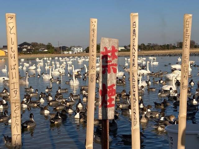 千葉県印西市本埜にある「白鳥の郷」2023年もまた1000羽以上！地図も