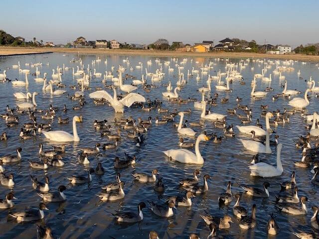 千葉県印西市本埜にある「白鳥の郷」2023年もまた1000羽以上！地図も