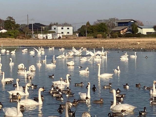 千葉県印西市本埜にある「白鳥の郷」2023年もまた1000羽以上！地図も