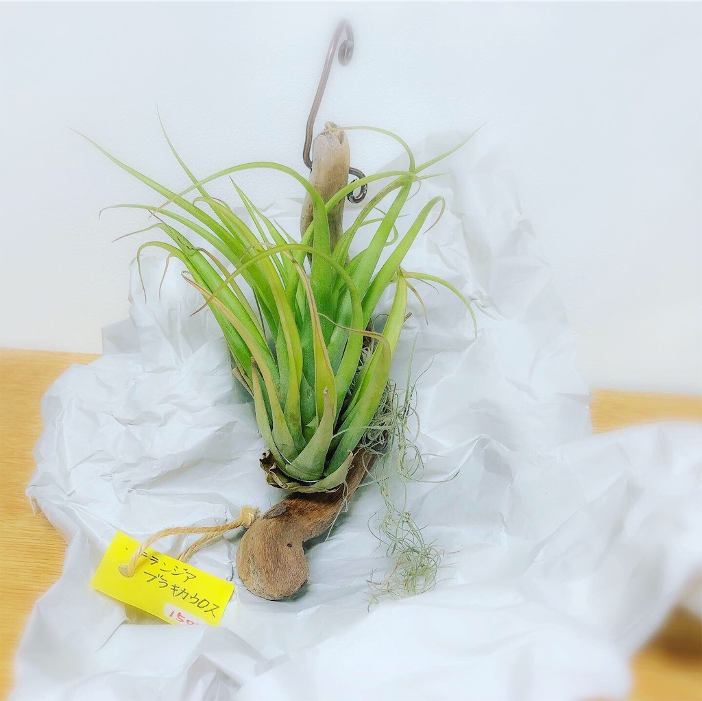 f:id:chaCo:20190610050333j:image