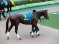 [競馬]2008-11-08 武蔵野ステークスのパドックを周回するカネヒキリ