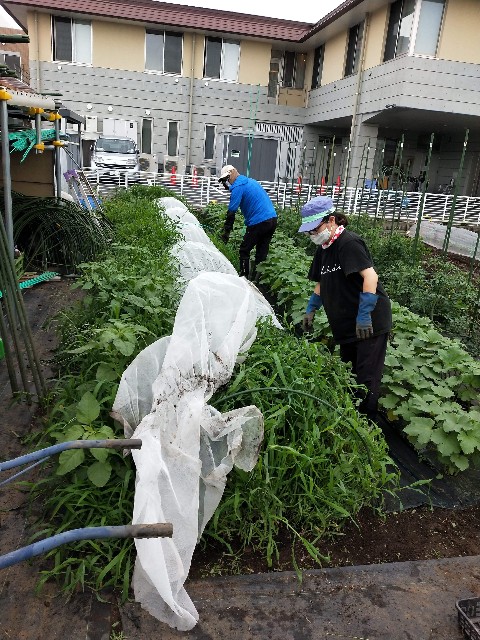 f:id:chabudaikawagoe:20200715205139j:image f:id:chabudaikawagoe:20200715205139j:image