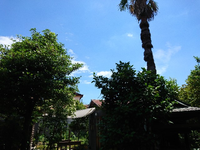 f:id:chabudaikawagoe:20220711135050j:image