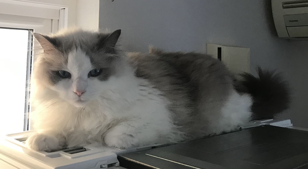 30代独身男が猫 ラグドール を育てたらこんな感じになった 30代後半独身が猫を飼ったら終わり