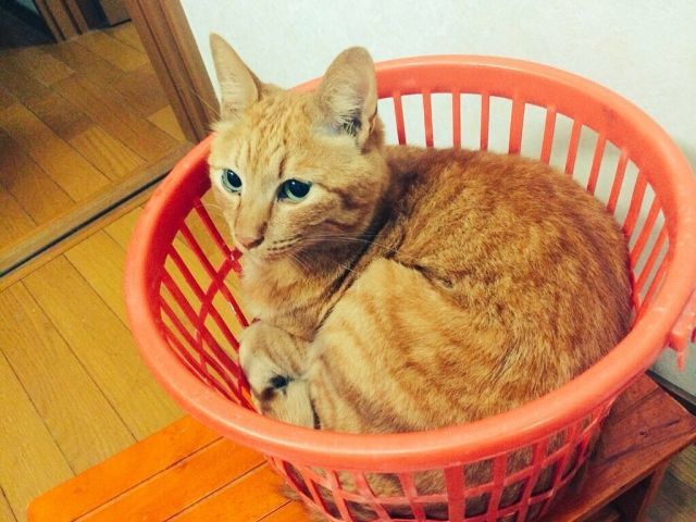 f:id:chabudaikun:20210713173444j:plain