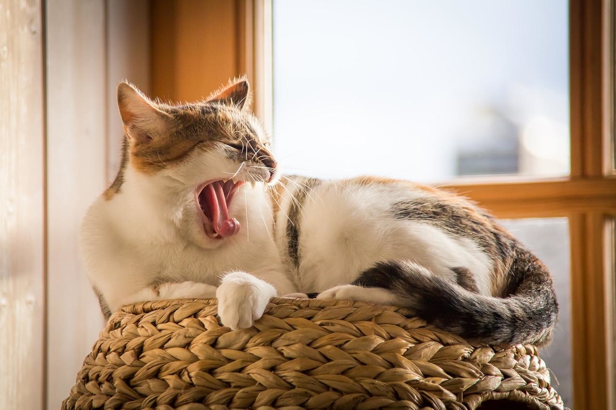 あくびをしている猫