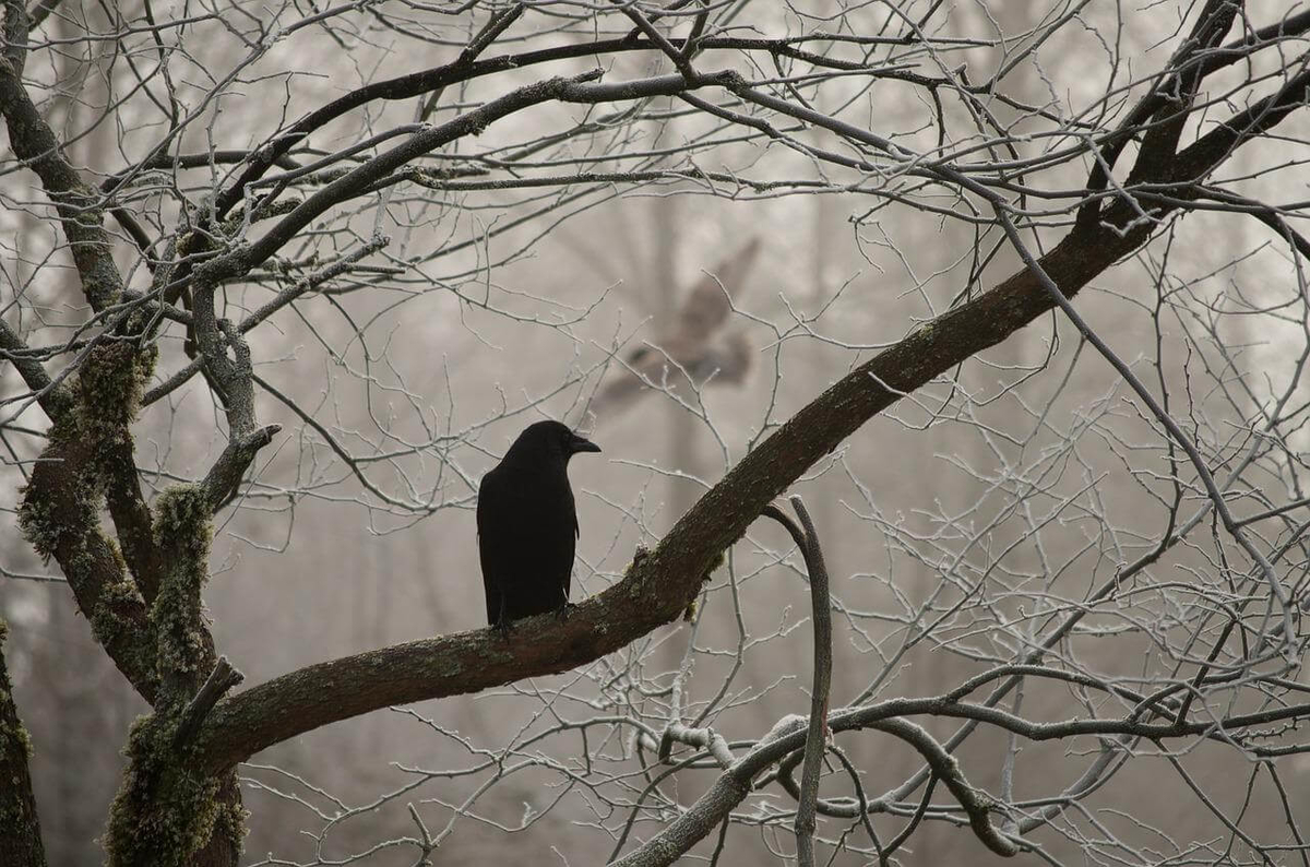 不穏な森のカラス