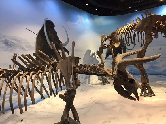 遼寧古生物博物館（Paleontological Museum of Liaoning）に恐竜