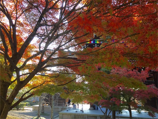 f:id:chacorinu24:20151201122231j:image f:id:chacorinu24:20151201122231j:image