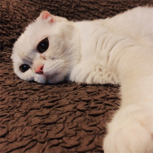 f:id:chacorinu24:20180626003934j:image f:id:chacorinu24:20180626003934j:image