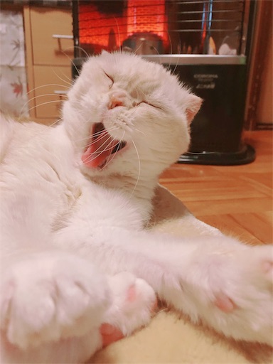 f:id:chacorinu24:20190119171413j:image