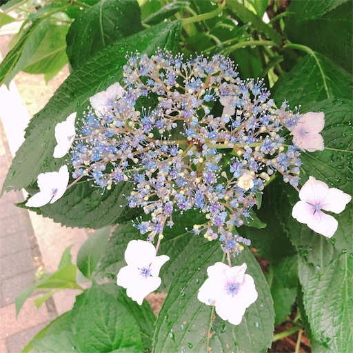 f:id:chacorinu24:20190607141945j:image