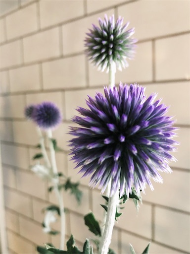 f:id:chacorinu24:20190709134443j:image f:id:chacorinu24:20190709134443j:image