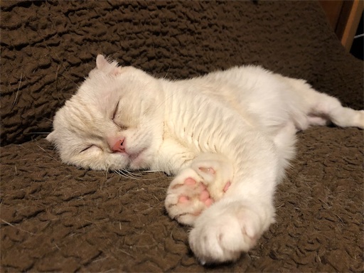 f:id:chacorinu24:20190709135002j:image f:id:chacorinu24:20190709135002j:image