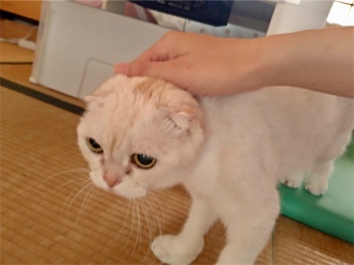 f:id:chacorinu24:20190907115925j:image f:id:chacorinu24:20190907115925j:image