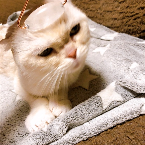 f:id:chacorinu24:20200225134540j:image