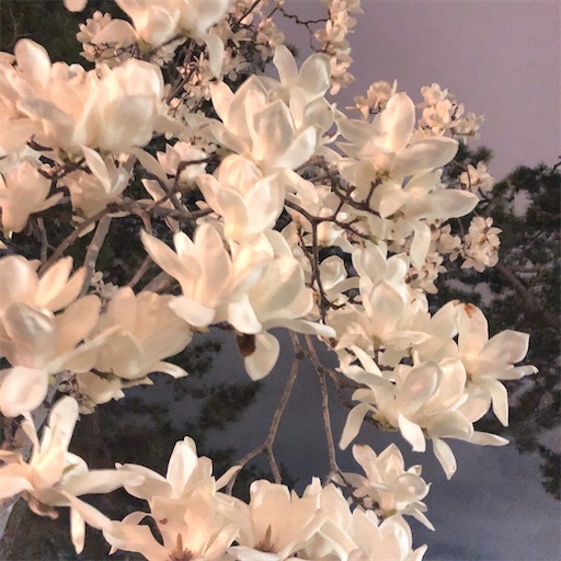 f:id:chacorinu24:20200320133900j:image