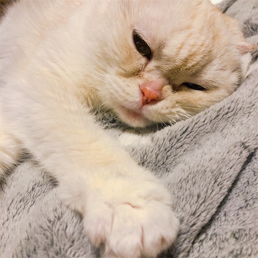 f:id:chacorinu24:20200320133918j:image