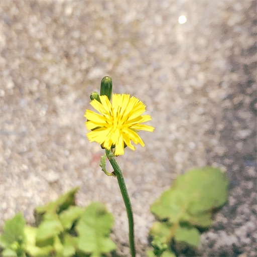 f:id:chacorinu24:20200505155604j:image