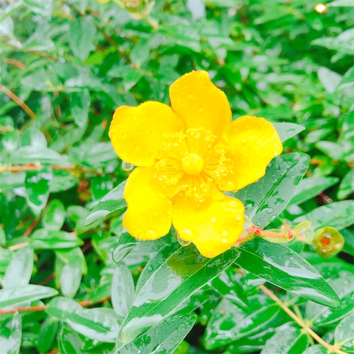 f:id:chacorinu24:20200722080206j:plain