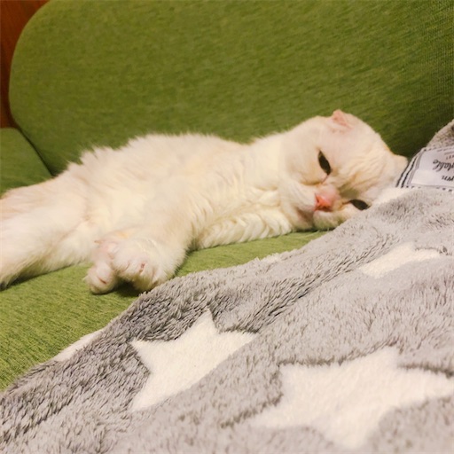 f:id:chacorinu24:20201109093513j:image