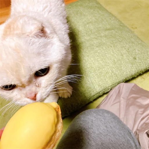 f:id:chacorinu24:20220301224425j:image