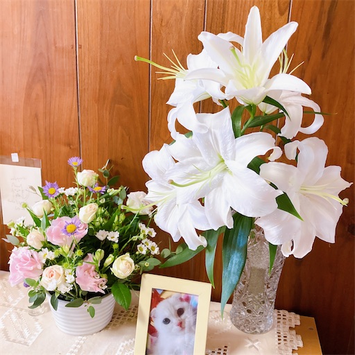 f:id:chacorinu24:20221113211543j:image