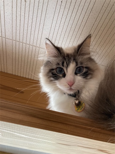 f:id:chacorinu24:20230405103258j:image