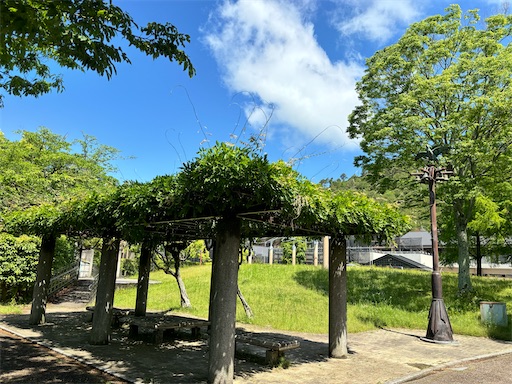 f:id:chacorinu24:20240522090818j:image