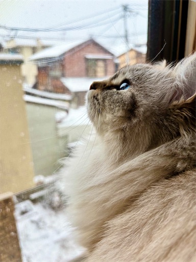 f:id:chacorinu24:20250209183142j:image