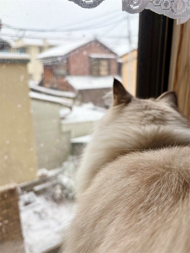 f:id:chacorinu24:20250209183145j:image