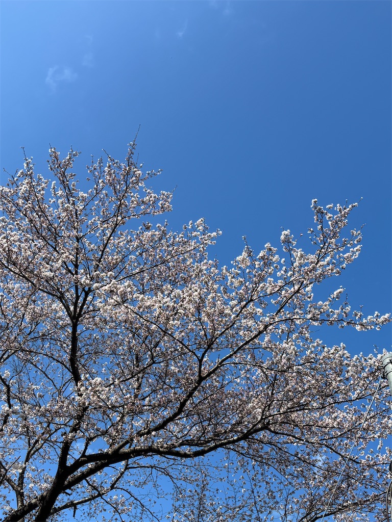 f:id:chacorinu24:20260409215028j:image