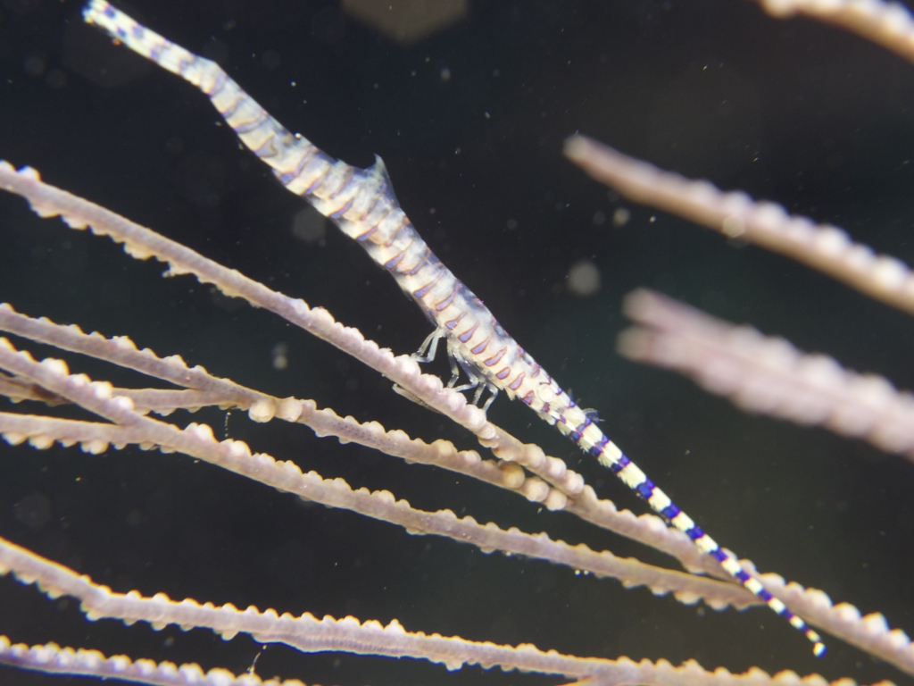 f:id:chaetodon07:20151121151724j:plain