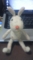 20100220035938