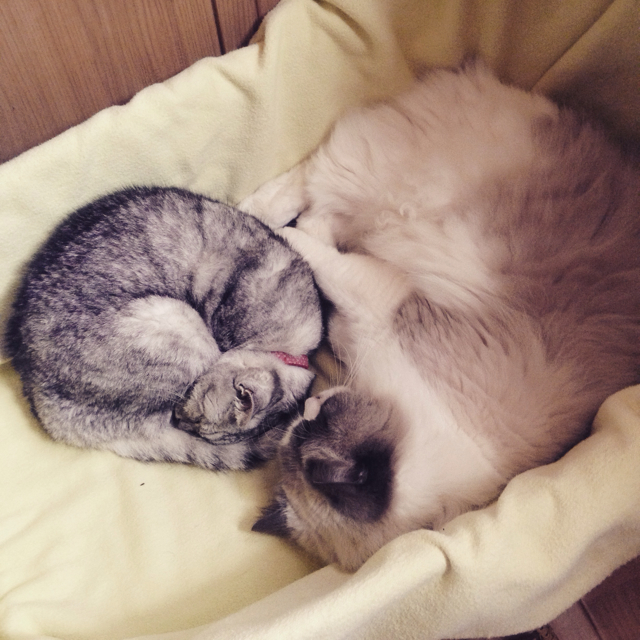 f:id:chageshizu:20150911222545j:image:w360