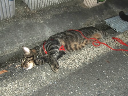 f:id:chai-ko:20160630221742j:plain