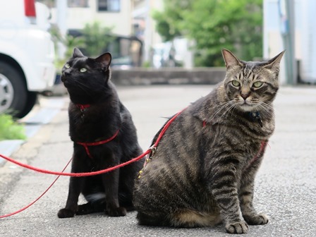 f:id:chai-ko:20160702200648j:plain