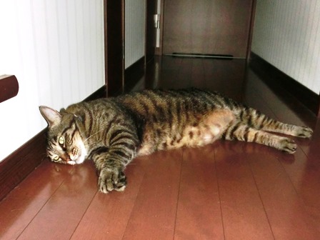 f:id:chai-ko:20160702200722j:plain