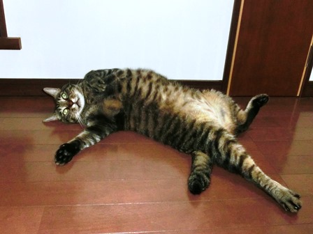 f:id:chai-ko:20160702200725j:plain