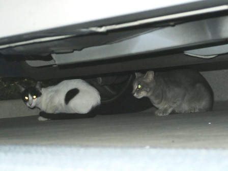 f:id:chai-ko:20160702201128j:plain