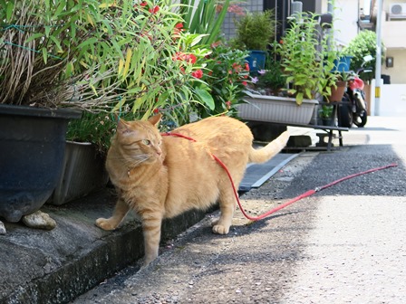 f:id:chai-ko:20160702202238j:plain