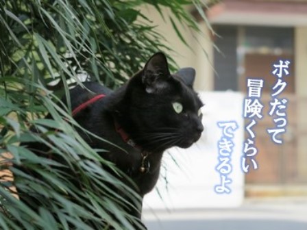 f:id:chai-ko:20160816183922j:plain