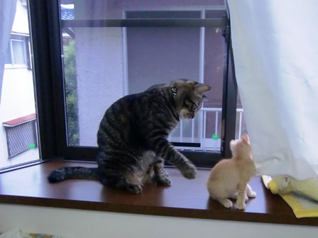 f:id:chai-ko:20161028183037j:plain