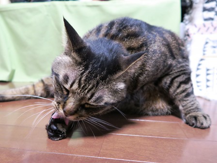 f:id:chai-ko:20170520161944j:plain f:id:chai-ko:20170520161944j:plain