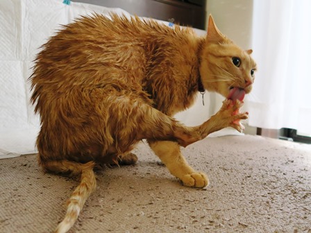 f:id:chai-ko:20170520163915j:plain f:id:chai-ko:20170520163915j:plain